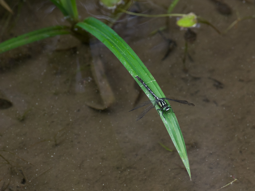 西の小さなサナエトンボ　(1)