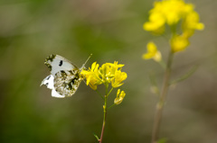 菜の花にツマキチョウ♀