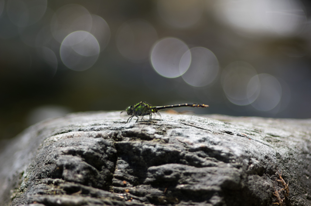 アオサナエ　(2)