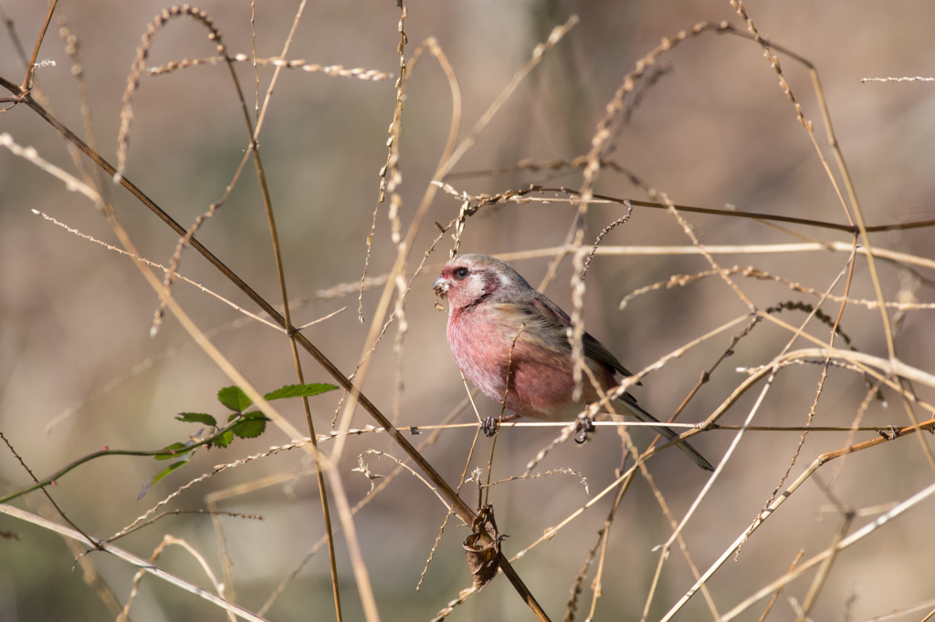 クリスマスっぽい冬の鳥 (1)