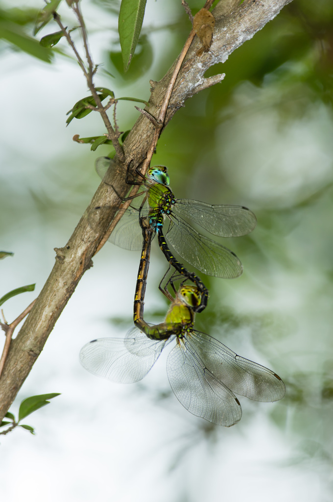 カトリヤンマ終盤戦 (2)