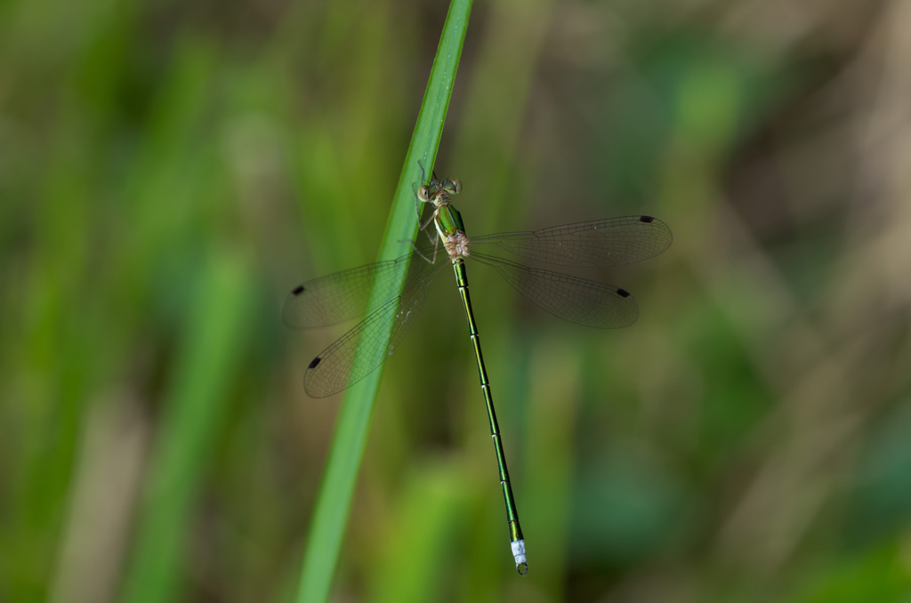 コバネアオイトトンボ