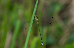 コバネアオイトトンボ