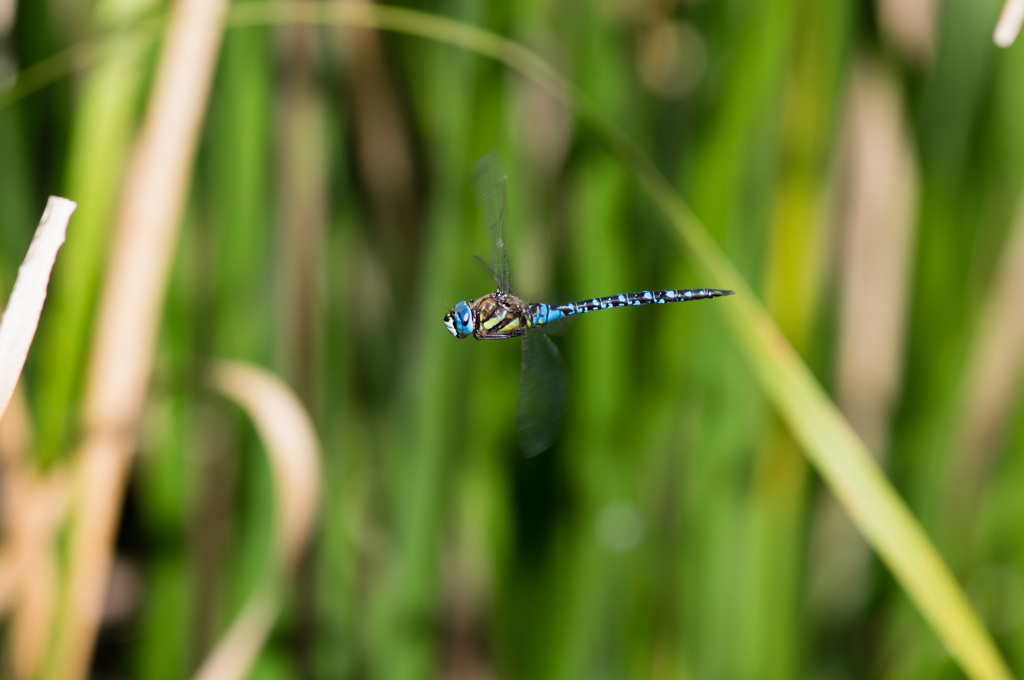 DA★200mmでマダラヤンマ (3)