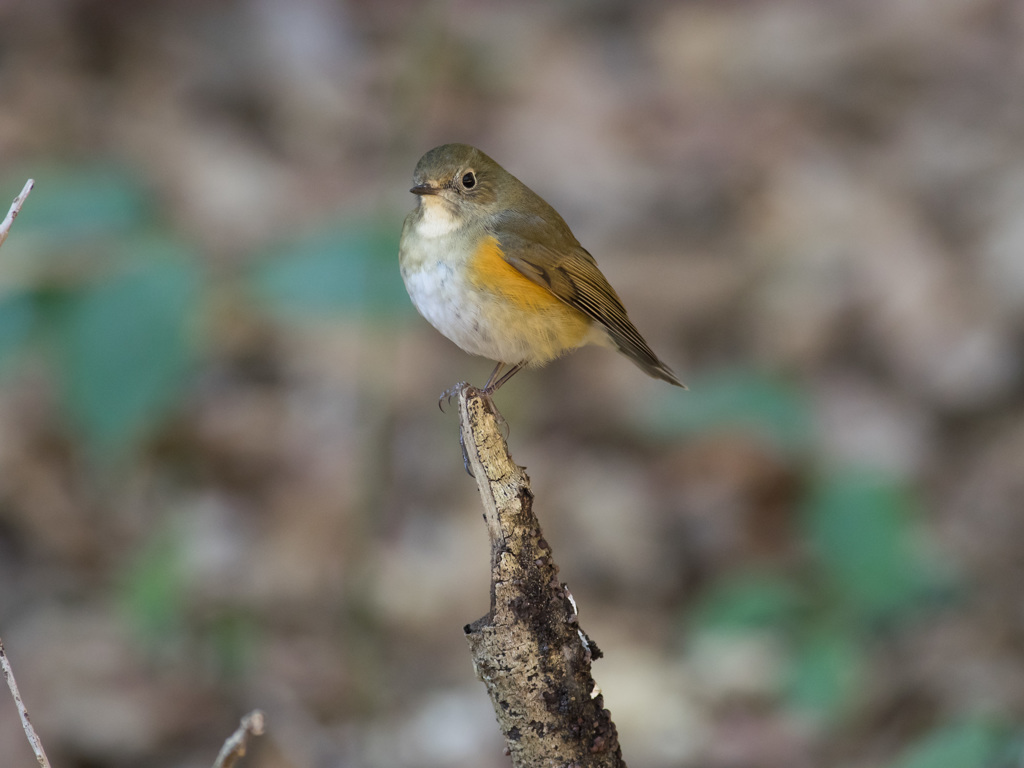 E-M1+DA☆300でルリビタキ♀型 (4)