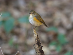 E-M1+DA☆300でルリビタキ♀型 (4)