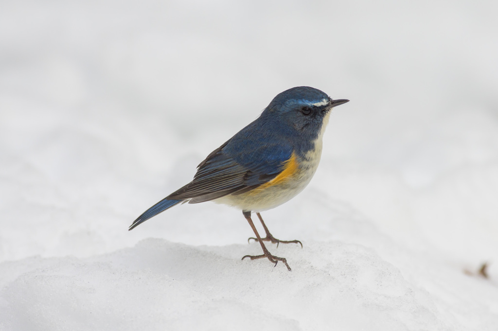 大雪の名残にルリビタキ (1)