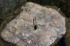 ダビドサナエのテリ張り (1)