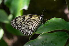 足立区生物園のオオゴマダラ（シグマ70mmマクロ）