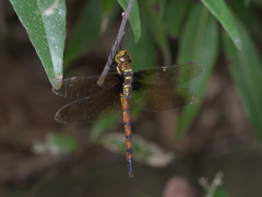 ピカピカのマルタンヤンマ♀ (1)