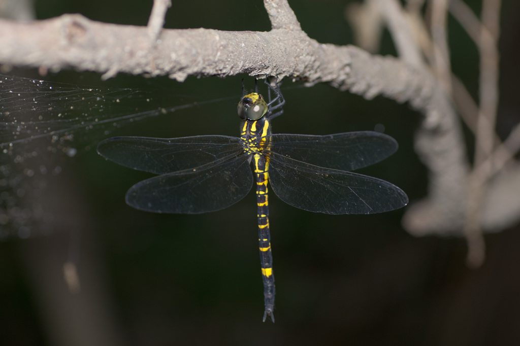 ヤブヤンマ♀