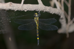 ヤブヤンマ♀