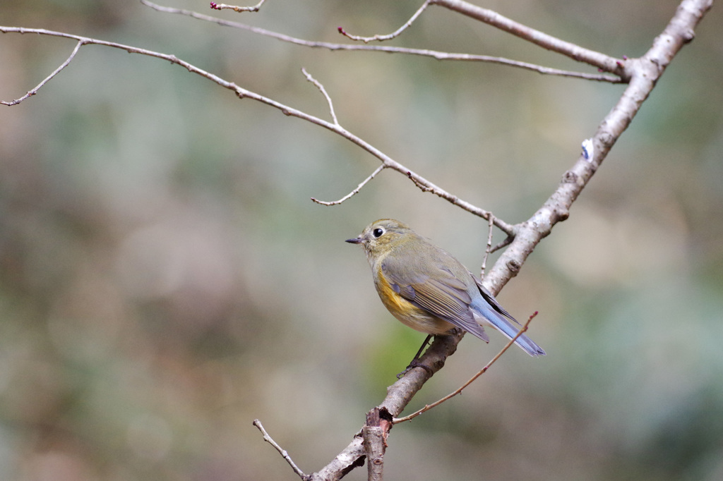 やっと冬鳥写真第1号