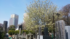 谷中霊園の黄色い桜 (1)