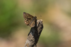 早春の蝶～ミヤマセセリ (2)