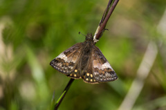 早春の蝶～ミヤマセセリ (1)