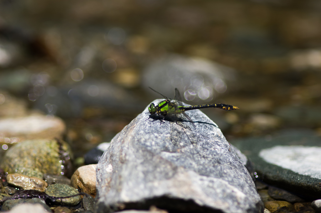 サナエシーズン本格化 (3)