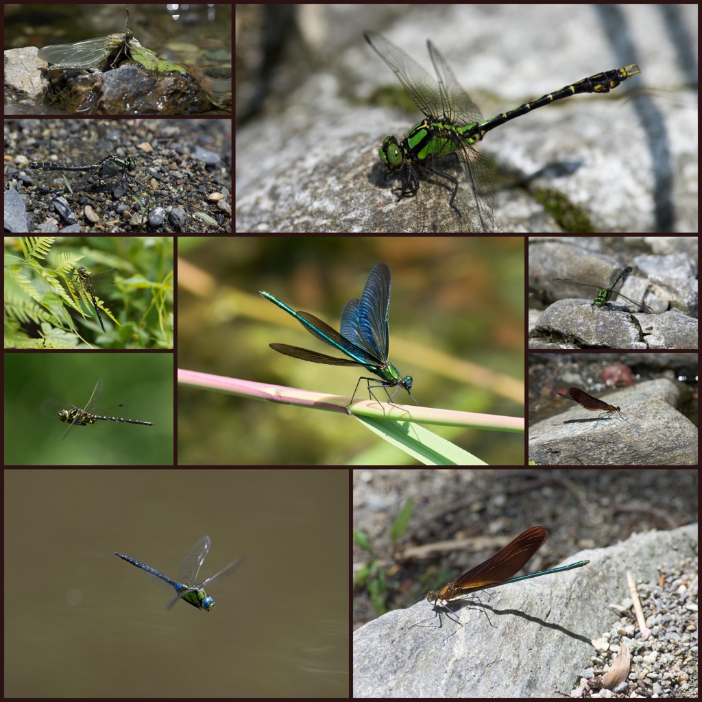5月頃のトンボ