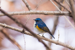 枝に隠れる冬の鳥 (2)