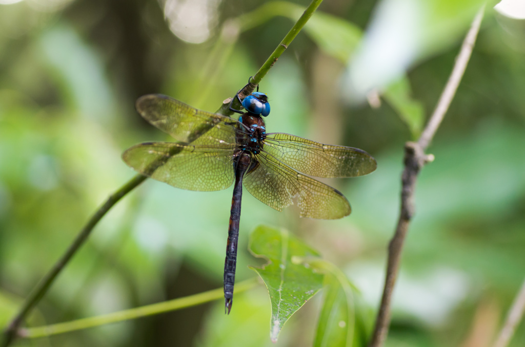 自然光でのマルタンヤンマ