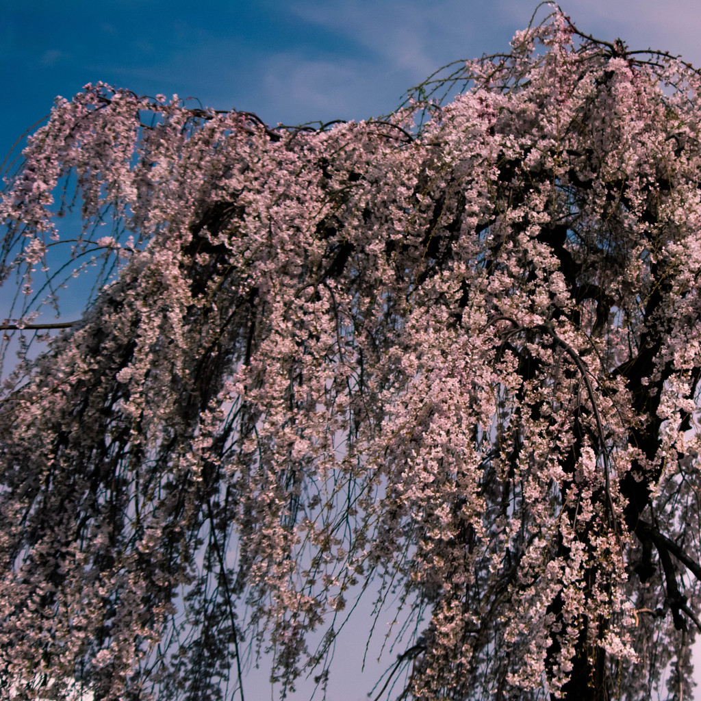 枝垂れ桜