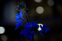 _IGP2434