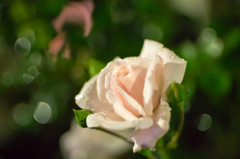 雨の夜、薔薇
