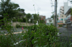 IMGP7953