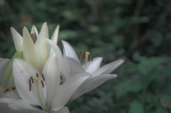 百合