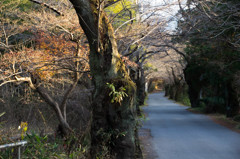 荒川沿いの並木道