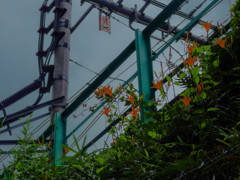 IMGP0452