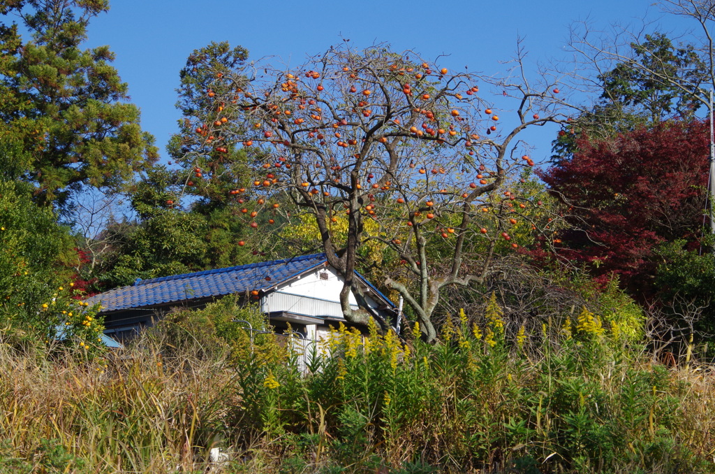 柿の木の家