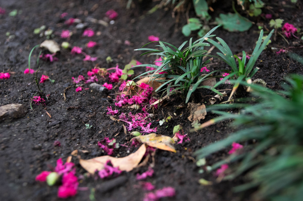 百日紅の花
