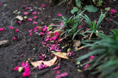百日紅の花