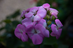 路傍の花