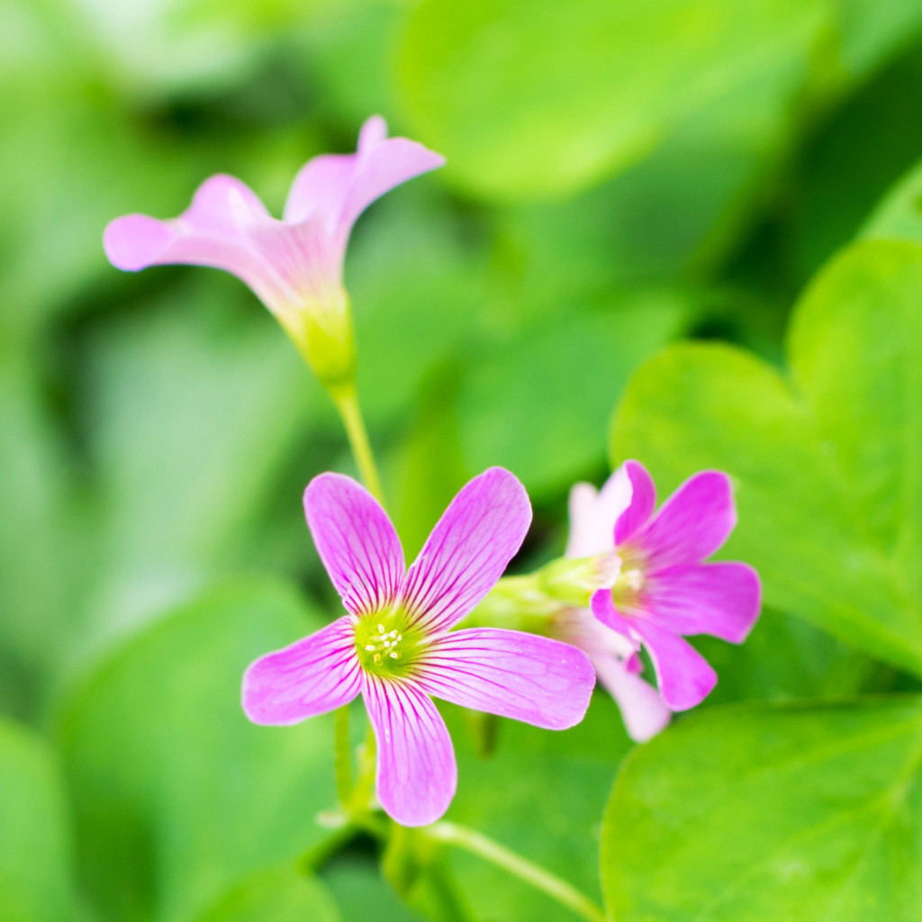 ムラサキカタバミ