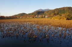 池の中で枯れるもの