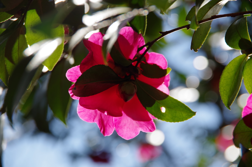 山茶花