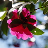山茶花