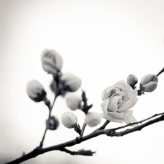 _IGP9774