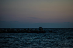 海にいるのは