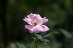 IMGP1264