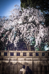 夜桜