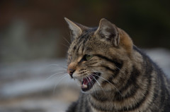 キャット