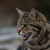 キャット