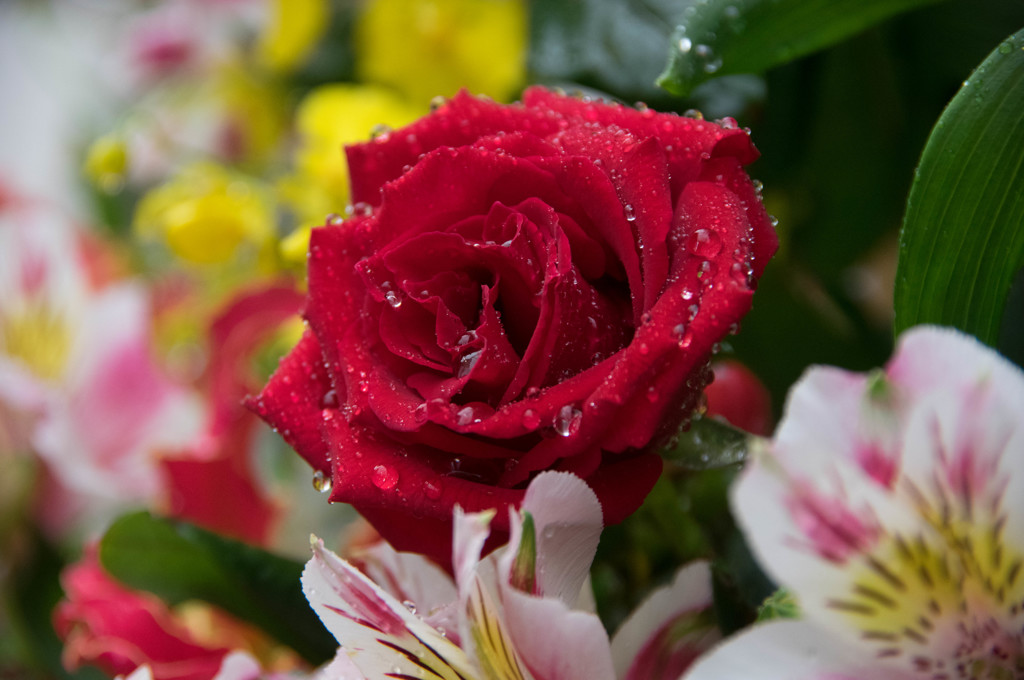 薔薇