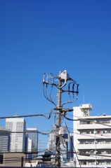電柱ブルーバック