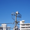 電柱ブルーバック