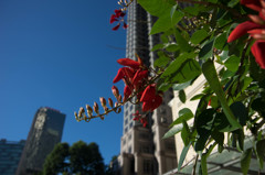 南国の花と空