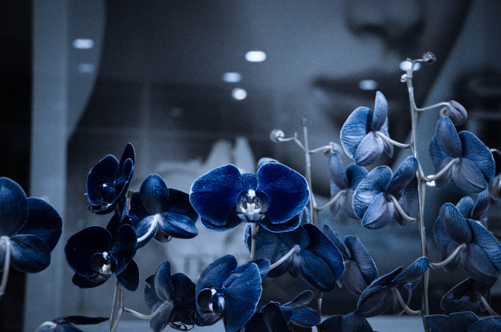 この花を